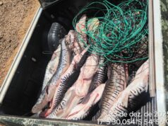 PM apreende 105 kg de pescado em freezers clandestinos no Rio Itiquira