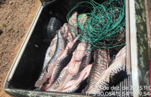 PM apreende 105 kg de pescado em freezers clandestinos no Rio Itiquira