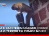 Veja Vídeo – Macaco-prego armado com faca assusta moradores e furta objetos no RN; veja