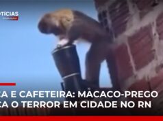Veja Vídeo – Macaco-prego armado com faca assusta moradores e furta objetos no RN; veja