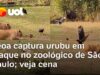 Veja Vídeo – Leoa viraliza ao ser flagrada capturando urubu em zoológico de São Paulo; veja o momento