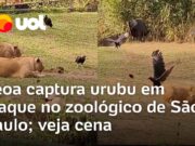 Veja Vídeo – Leoa viraliza ao ser flagrada capturando urubu em zoológico de São Paulo; veja o momento