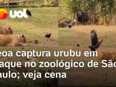 Veja Vídeo – Leoa viraliza ao ser flagrada capturando urubu em zoológico de São Paulo; veja o momento