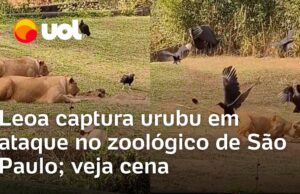 Veja Vídeo – Leoa viraliza ao ser flagrada capturando urubu em zoológico de São Paulo; veja o momento