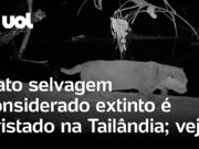 Veja Vídeo – Gato selvagem raro é visto pela primeira vez em 30 anos na Tailândia; veja
