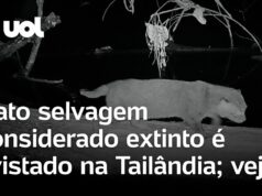 Veja Vídeo – Gato selvagem raro é visto pela primeira vez em 30 anos na Tailândia; veja