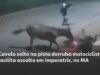 Veja Vídeo – Cavalo solto em pista derruba motociclista e ajuda ladrões em roubo; veja