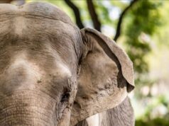 Santuário requer autorização para receber novos animais