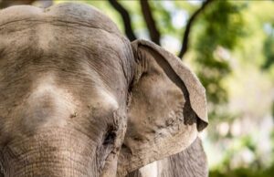 Santuário requer autorização para receber novos animais