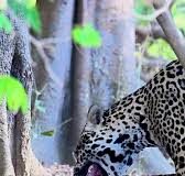 Veja Vídeo – Cena rara: onças-pintadas são flagradas durante acasalamento no Pantanal; veja