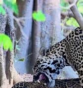 Veja Vídeo – Cena rara: onças-pintadas são flagradas durante acasalamento no Pantanal; veja