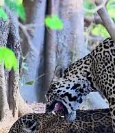 Veja Vídeo – Cena rara: onças-pintadas são flagradas durante acasalamento no Pantanal; veja