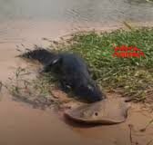 Veja Vídeo – Morador flagra luta inusitada entre jacaré e arraia no Pantanal;