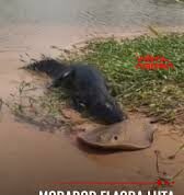 Veja Vídeo – Morador flagra luta inusitada entre jacaré e arraia no Pantanal;