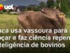 Veja Vídeo – Vaca usa vassoura para se coçar e faz ciência repensar inteligência de bovinos; veja