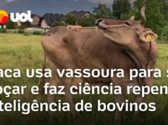 Veja Vídeo – Vaca usa vassoura para se coçar e faz ciência repensar inteligência de bovinos; veja