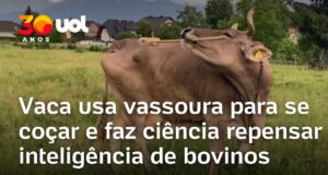 Veja Vídeo – Vaca usa vassoura para se coçar e faz ciência repensar inteligência de bovinos; veja