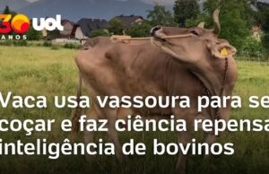 Veja Vídeo – Vaca usa vassoura para se coçar e faz ciência repensar inteligência de bovinos; veja