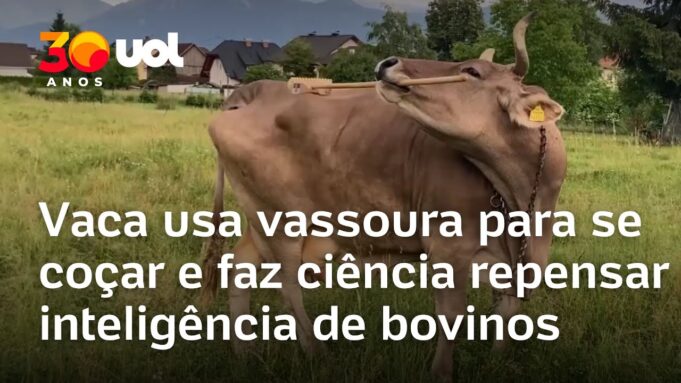 Veja Vídeo – Vaca usa vassoura para se coçar e faz ciência repensar inteligência de bovinos; veja