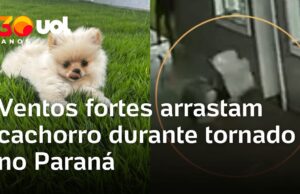 Veja Vídeo – Ventos fortes arrastam cachorro durante passagem de tornado no Paraná; veja