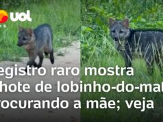 Veja Vídeo – Filhote de lobinho-do-mato perdido vocaliza em busca da mãe no Pantanal; veja