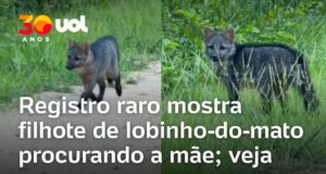 Veja Vídeo – Filhote de lobinho-do-mato perdido vocaliza em busca da mãe no Pantanal; veja