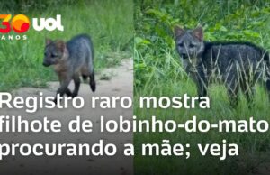 Veja Vídeo – Filhote de lobinho-do-mato perdido vocaliza em busca da mãe no Pantanal; veja