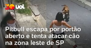 Veja Vídeo – Pitbull escapa por portão aberto e ataca cão menor em São Paulo;