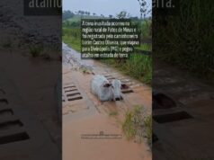 Veja Vídeo – Boi fica entalado no mata-burro e ‘trava’ trânsito durante temporal em Minas Gerais; veja