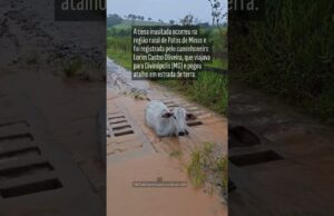 Veja Vídeo – Boi fica entalado no mata-burro e ‘trava’ trânsito durante temporal em Minas Gerais; veja