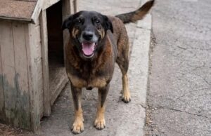 Morte de pet pode acelerar debate no Congresso sobre maus-tratos a animais